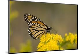 Monarch Butterfly (Danaus plexippus) adult, feeding at flowers, Cape May, New Jersey-Robin Chittenden-Mounted Photographic Print