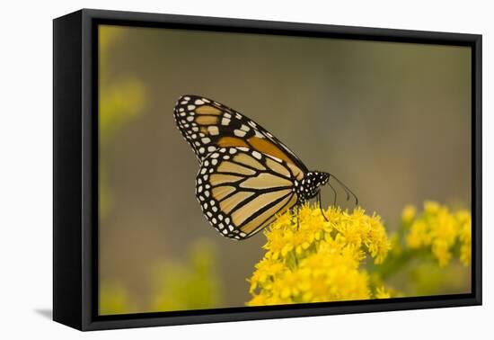 Monarch Butterfly (Danaus plexippus) adult, feeding at flowers, Cape May, New Jersey-Robin Chittenden-Framed Stretched Canvas