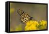 Monarch Butterfly (Danaus plexippus) adult, feeding at flowers, Cape May, New Jersey-Robin Chittenden-Framed Stretched Canvas