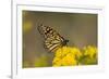 Monarch Butterfly (Danaus plexippus) adult, feeding at flowers, Cape May, New Jersey-Robin Chittenden-Framed Photographic Print