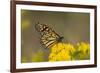 Monarch Butterfly (Danaus plexippus) adult, feeding at flowers, Cape May, New Jersey-Robin Chittenden-Framed Photographic Print