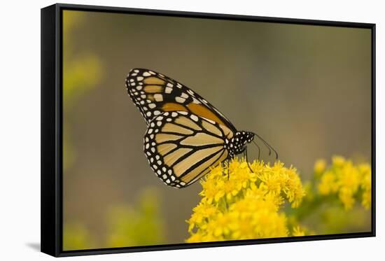 Monarch Butterfly (Danaus plexippus) adult, feeding at flowers, Cape May, New Jersey-Robin Chittenden-Framed Stretched Canvas