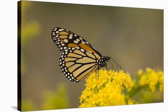 Monarch Butterfly (Danaus plexippus) adult, feeding at flowers, Cape May, New Jersey-Robin Chittenden-Stretched Canvas