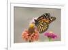 Monarch Butterfly (Danaus plexippus) adult, feeding on zinnia flower in garden, North Dakota, USA-Daphne Kinzler-Framed Photographic Print