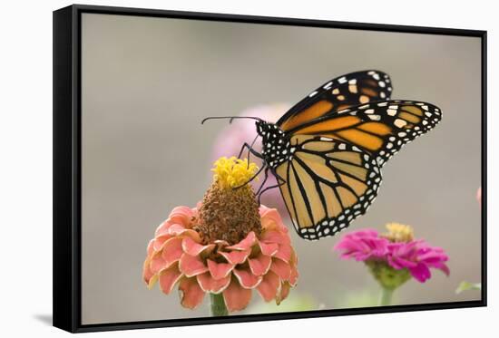 Monarch Butterfly (Danaus plexippus) adult, feeding on zinnia flower in garden, North Dakota, USA-Daphne Kinzler-Framed Stretched Canvas