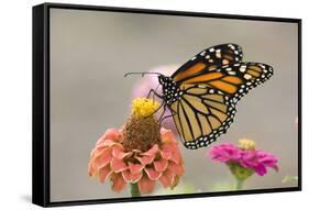 Monarch Butterfly (Danaus plexippus) adult, feeding on zinnia flower in garden, North Dakota, USA-Daphne Kinzler-Framed Stretched Canvas