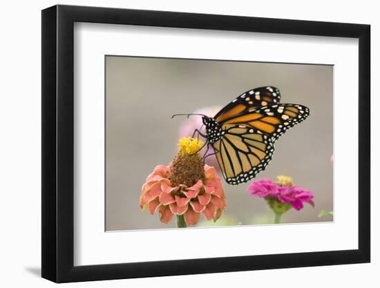 Monarch Butterfly (Danaus plexippus) adult, feeding on zinnia flower in garden, North Dakota, USA-Daphne Kinzler-Framed Photographic Print