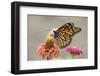 Monarch Butterfly (Danaus plexippus) adult, feeding on zinnia flower in garden, North Dakota, USA-Daphne Kinzler-Framed Photographic Print