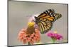 Monarch Butterfly (Danaus plexippus) adult, feeding on zinnia flower in garden, North Dakota, USA-Daphne Kinzler-Mounted Photographic Print