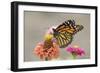 Monarch Butterfly (Danaus plexippus) adult, feeding on zinnia flower in garden, North Dakota, USA-Daphne Kinzler-Framed Photographic Print