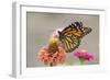 Monarch Butterfly (Danaus plexippus) adult, feeding on zinnia flower in garden, North Dakota, USA-Daphne Kinzler-Framed Photographic Print