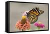 Monarch Butterfly (Danaus plexippus) adult, feeding on zinnia flower in garden, North Dakota, USA-Daphne Kinzler-Framed Stretched Canvas