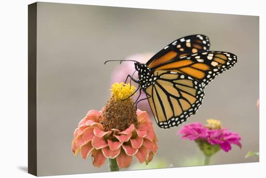 Monarch Butterfly (Danaus plexippus) adult, feeding on zinnia flower in garden, North Dakota, USA-Daphne Kinzler-Stretched Canvas