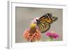 Monarch Butterfly (Danaus plexippus) adult, feeding on zinnia flower in garden, North Dakota, USA-Daphne Kinzler-Framed Photographic Print