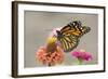 Monarch Butterfly (Danaus plexippus) adult, feeding on zinnia flower in garden, North Dakota, USA-Daphne Kinzler-Framed Photographic Print