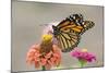 Monarch Butterfly (Danaus plexippus) adult, feeding on zinnia flower in garden, North Dakota, USA-Daphne Kinzler-Mounted Photographic Print