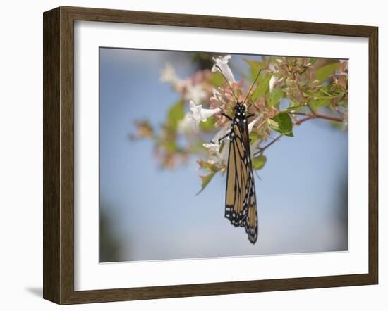 Monarch butterfly, Danaus plexippus, Florida-Maresa Pryor-Framed Photographic Print