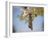 Monarch butterfly, Danaus plexippus, Florida-Maresa Pryor-Framed Photographic Print