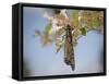 Monarch butterfly, Danaus plexippus, Florida-Maresa Pryor-Framed Stretched Canvas