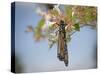 Monarch butterfly, Danaus plexippus, Florida-Maresa Pryor-Stretched Canvas