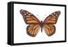 Monarch Butterfly (Danaus Plexippus), Milkweed Butterfly, Insects-Encyclopaedia Britannica-Framed Stretched Canvas