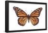 Monarch Butterfly (Danaus Plexippus), Milkweed Butterfly, Insects-Encyclopaedia Britannica-Framed Poster