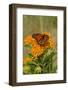 Monarch Butterfly (Danaus Plexippus) Nectaring on Butterfly Weed (Asclepias Tuberosa), Old Saybrook-Lynn M^ Stone-Framed Photographic Print