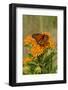 Monarch Butterfly (Danaus Plexippus) Nectaring on Butterfly Weed (Asclepias Tuberosa), Old Saybrook-Lynn M^ Stone-Framed Photographic Print