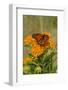 Monarch Butterfly (Danaus Plexippus) Nectaring on Butterfly Weed (Asclepias Tuberosa), Old Saybrook-Lynn M^ Stone-Framed Photographic Print