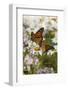 Monarch Butterfly (Danaus Plexippus) on Asters and Montauk Daisies in October, Madison-Lynn M^ Stone-Framed Photographic Print