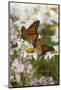 Monarch Butterfly (Danaus Plexippus) on Asters and Montauk Daisies in October, Madison-Lynn M^ Stone-Mounted Photographic Print