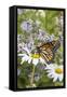 Monarch Butterfly (Danaus Plexippus) on Montauk Daisies in October, Madison-Lynn M^ Stone-Framed Stretched Canvas