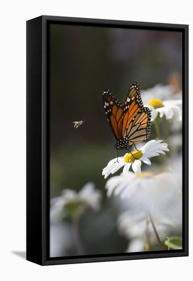 Monarch Butterfly (Danaus Plexippus) on Montauk Daisies in October, Madison-Lynn M^ Stone-Framed Stretched Canvas
