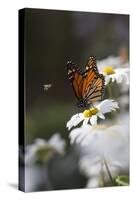 Monarch Butterfly (Danaus Plexippus) on Montauk Daisies in October, Madison-Lynn M^ Stone-Stretched Canvas