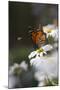 Monarch Butterfly (Danaus Plexippus) on Montauk Daisies in October, Madison-Lynn M^ Stone-Mounted Premium Photographic Print
