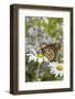 Monarch Butterfly (Danaus Plexippus) on Montauk Daisies in October, Madison-Lynn M^ Stone-Framed Photographic Print