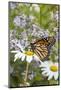 Monarch Butterfly (Danaus Plexippus) on Montauk Daisies in October, Madison-Lynn M^ Stone-Mounted Photographic Print