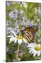 Monarch Butterfly (Danaus Plexippus) on Montauk Daisies in October, Madison-Lynn M^ Stone-Mounted Photographic Print