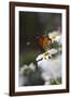 Monarch Butterfly (Danaus Plexippus) on Montauk Daisies in October, Madison-Lynn M^ Stone-Framed Photographic Print