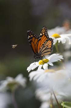 Monarch butterflies' big white spots help them fly better