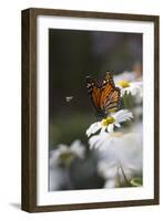 Monarch Butterfly (Danaus Plexippus) on Montauk Daisies in October, Madison-Lynn M^ Stone-Framed Photographic Print