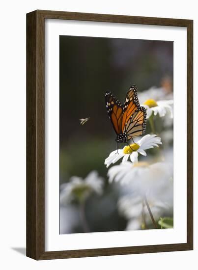 Monarch Butterfly (Danaus Plexippus) on Montauk Daisies in October, Madison-Lynn M^ Stone-Framed Photographic Print