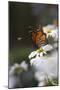 Monarch Butterfly (Danaus Plexippus) on Montauk Daisies in October, Madison-Lynn M^ Stone-Mounted Photographic Print