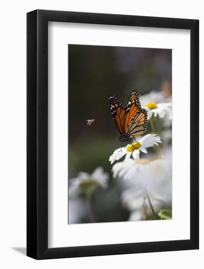 Monarch Butterfly (Danaus Plexippus) on Montauk Daisies in October, Madison-Lynn M^ Stone-Framed Photographic Print