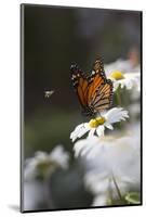 Monarch Butterfly (Danaus Plexippus) on Montauk Daisies in October, Madison-Lynn M^ Stone-Mounted Photographic Print