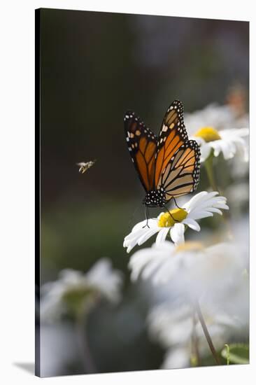 Monarch Butterfly (Danaus Plexippus) on Montauk Daisies in October, Madison-Lynn M^ Stone-Stretched Canvas