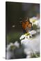 Monarch Butterfly (Danaus Plexippus) on Montauk Daisies in October, Madison-Lynn M^ Stone-Stretched Canvas