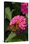 Monarch Butterfly (Danaus Plexippus) on Zinnia, Mid-September, Geneva, Illinois, USA-Lynn M^ Stone-Stretched Canvas