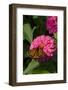 Monarch Butterfly (Danaus Plexippus) on Zinnia, Mid-September, Geneva, Illinois, USA-Lynn M^ Stone-Framed Photographic Print