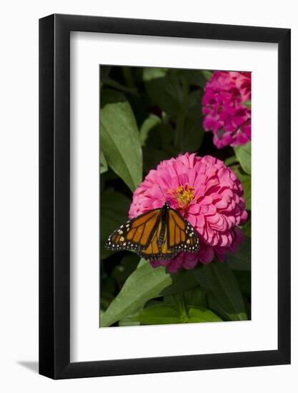 Monarch Butterfly (Danaus Plexippus) on Zinnia, Mid-September, Geneva, Illinois, USA-Lynn M^ Stone-Framed Photographic Print